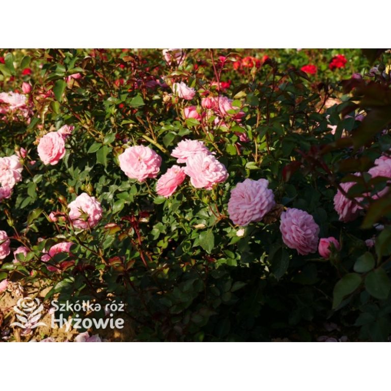 Sadzonki róż w wielu odmianach i kolorach prosto ze szkółki