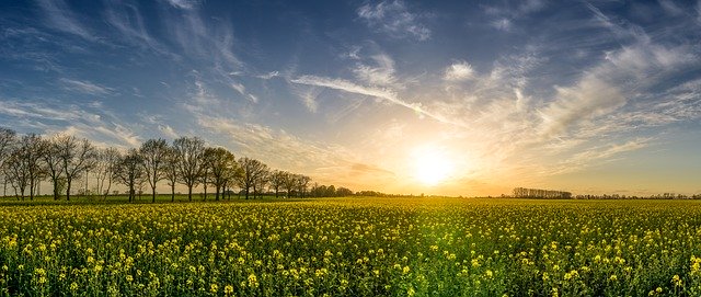 Zabiegi herbicydowe w buraku cukrowym: skuteczność i innowacja